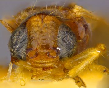 Media type: image;   Entomology 22390 Aspect: head frontal view
